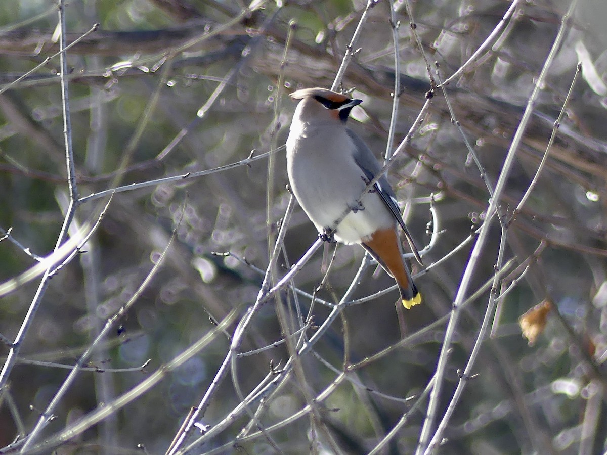 Bohemian Waxwing - Lachlan Ziegler