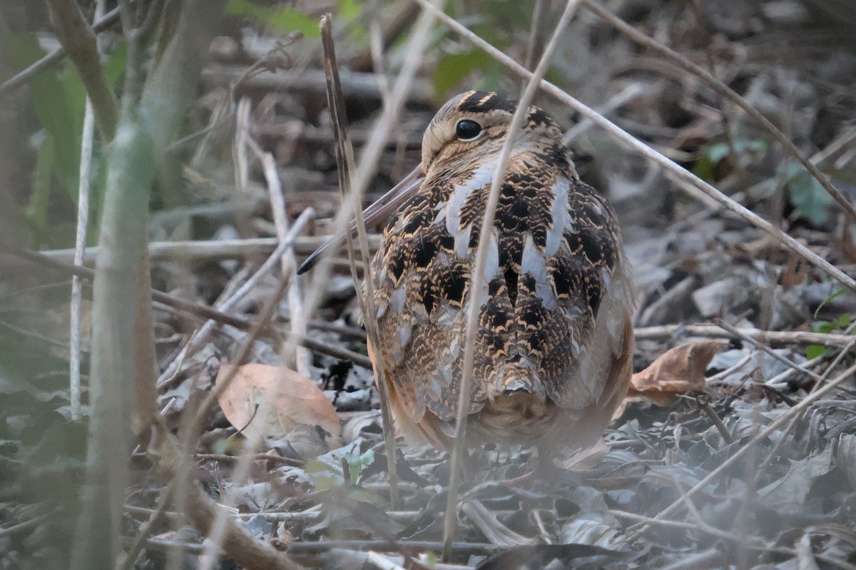 American Woodcock - ML613823444