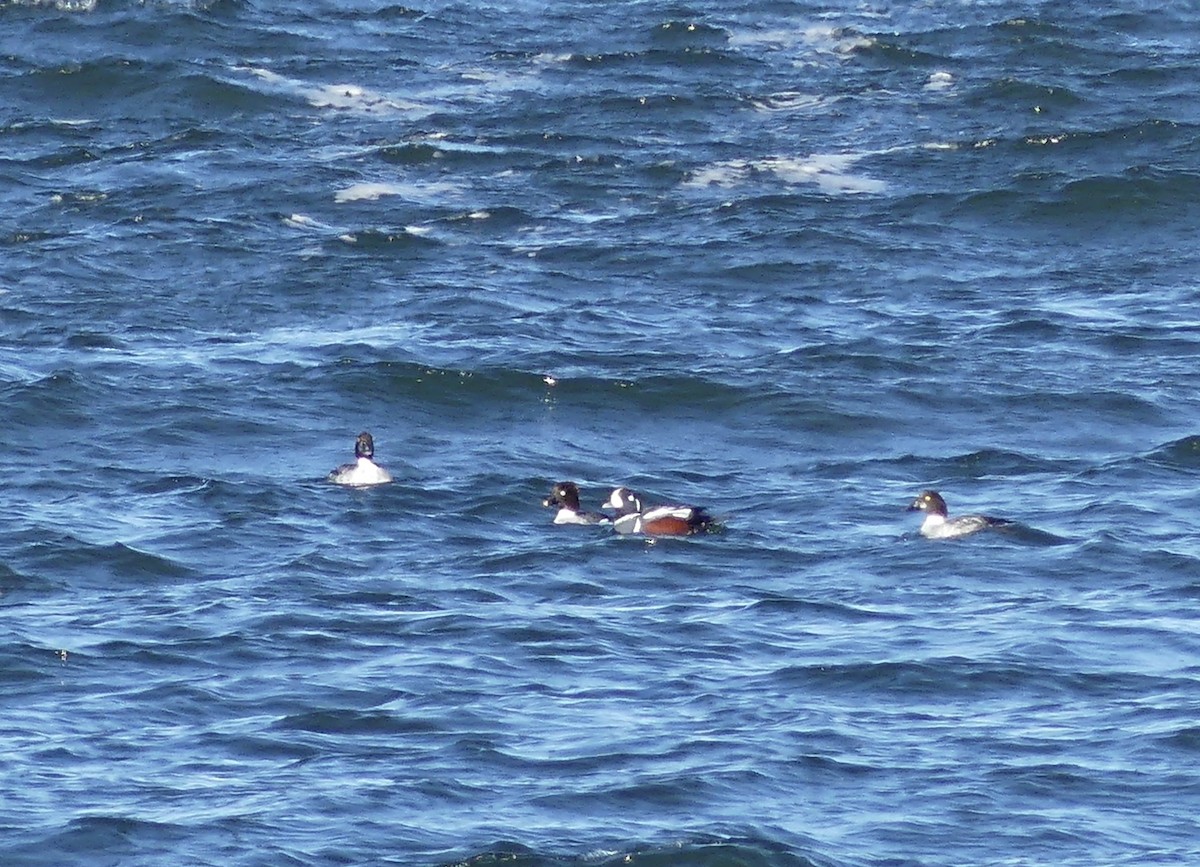 Harlequin Duck - Lachlan Ziegler