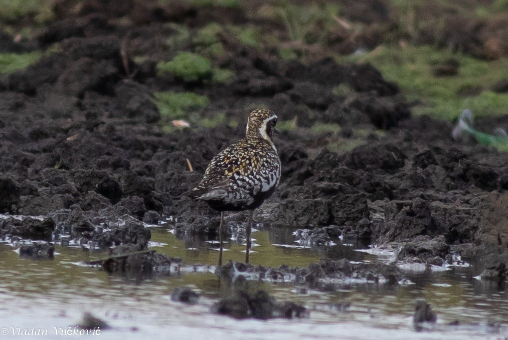 Pacific Golden-Plover - ML613823479