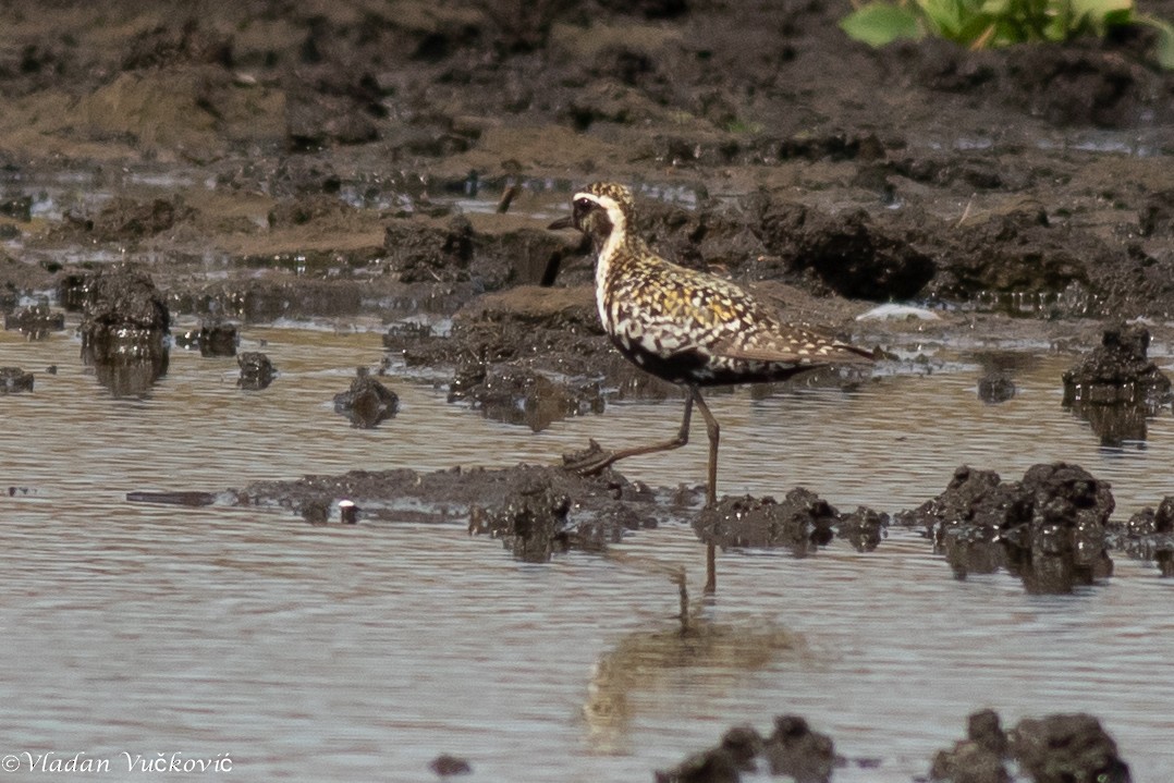 Pacific Golden-Plover - ML613823480