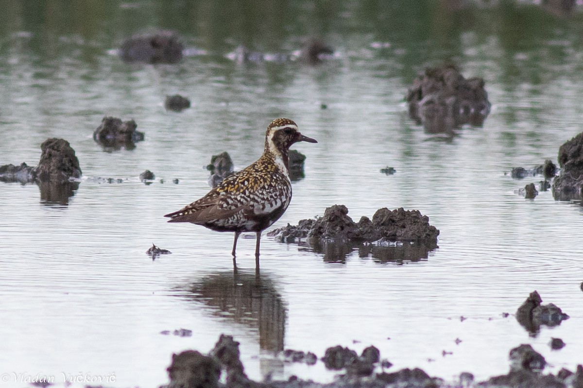 Pacific Golden-Plover - ML613823481