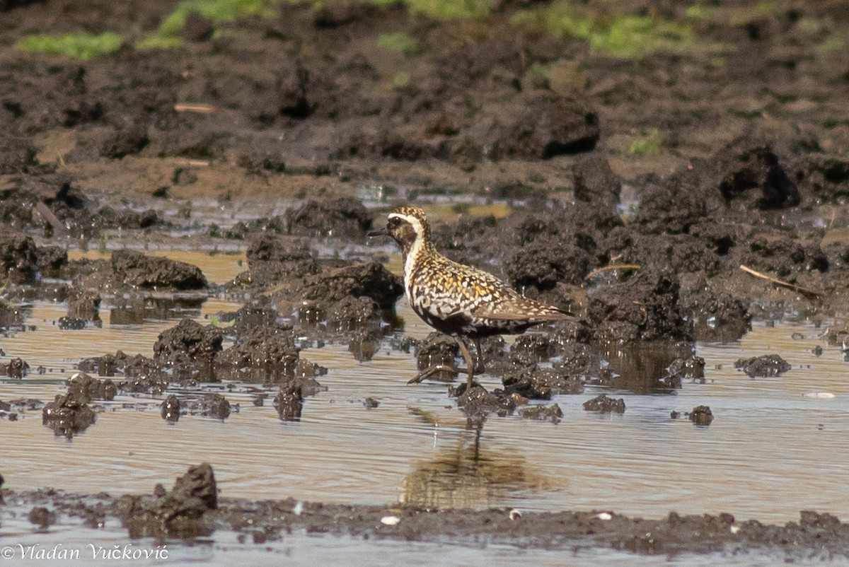 Pacific Golden-Plover - ML613823482