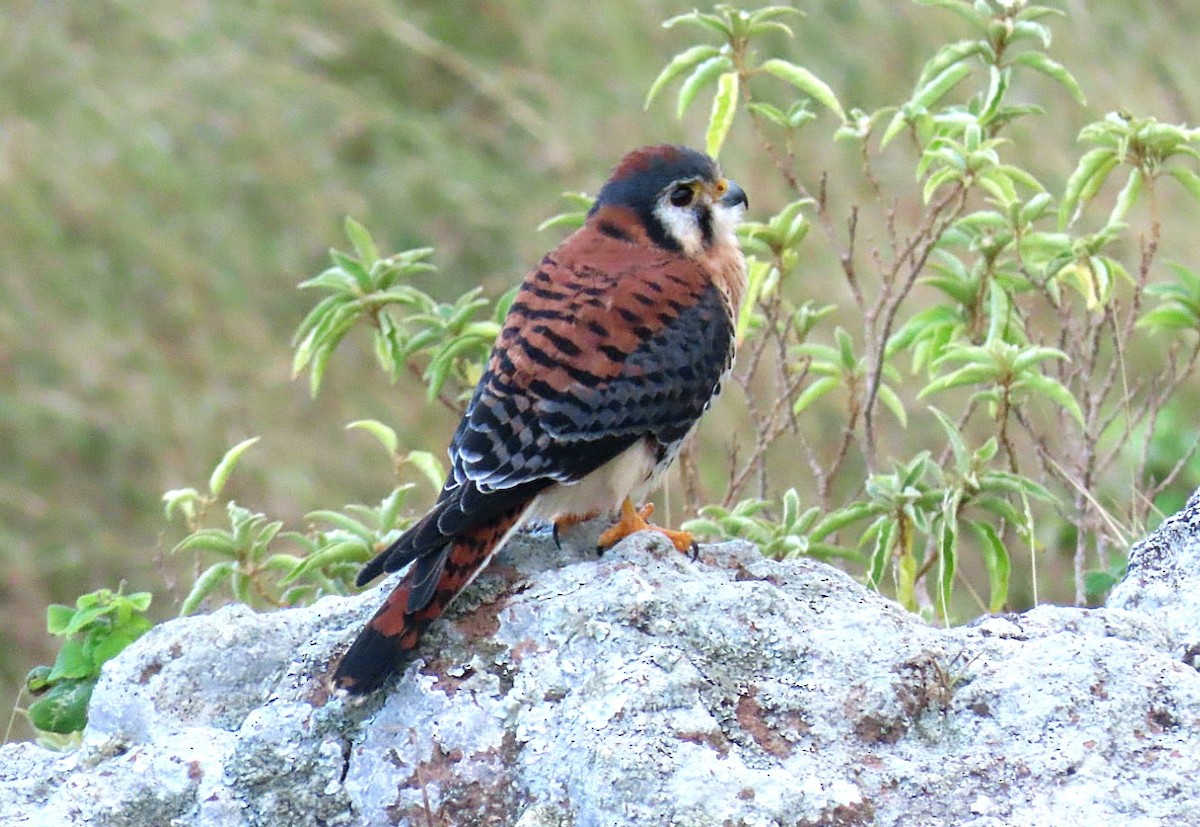 American Kestrel - ML613823512