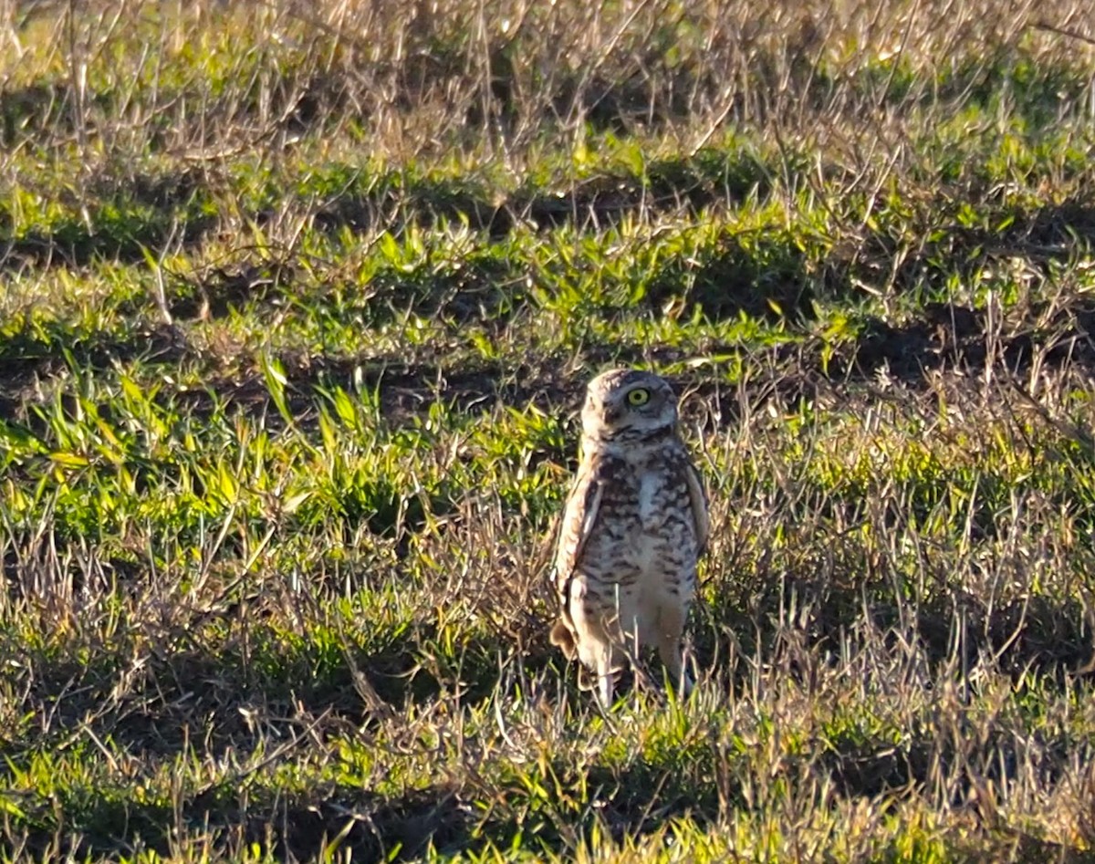 Burrowing Owl - ML613823528