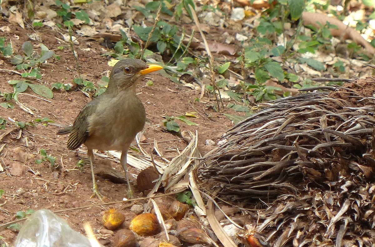 African Thrush - ML613823559