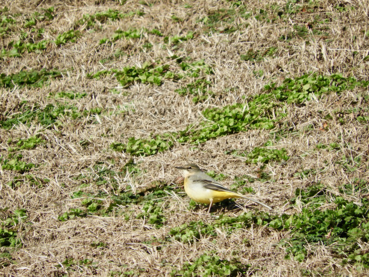 Gray Wagtail - ML613823564