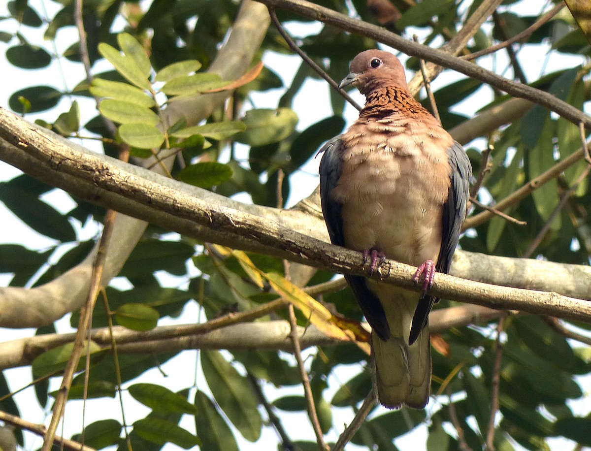 Laughing Dove - Garvin Filbert