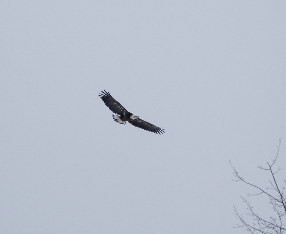 Bald Eagle - ML613823598