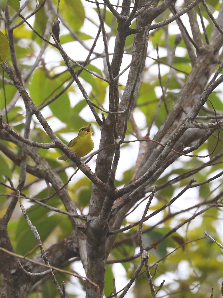 Hainan Leaf Warbler - ML613823602