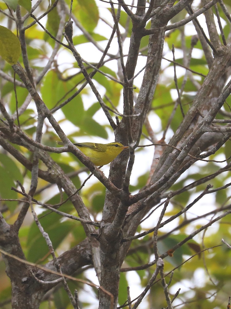 Hainan Leaf Warbler - ML613823603