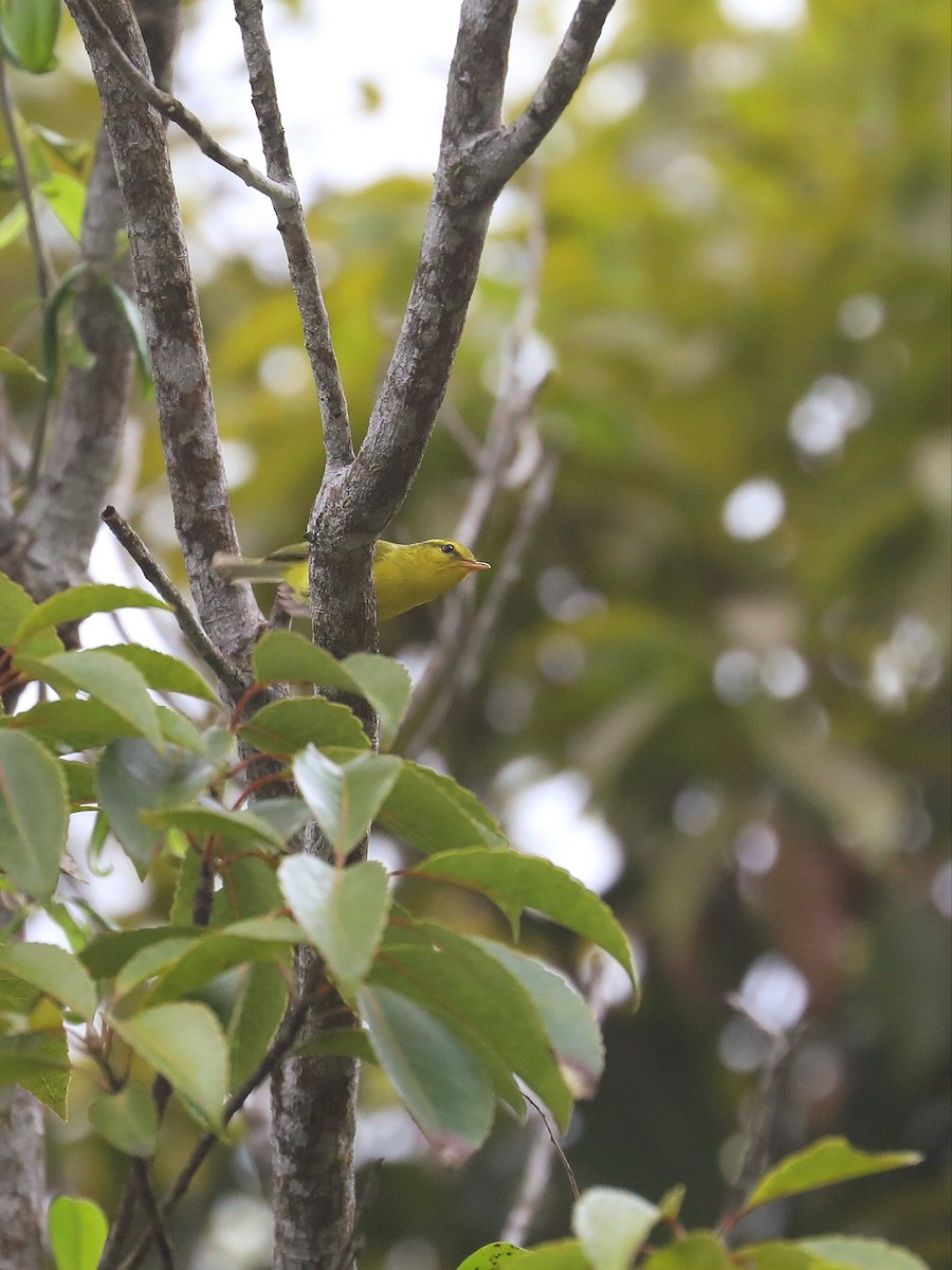 Hainan Leaf Warbler - ML613823604