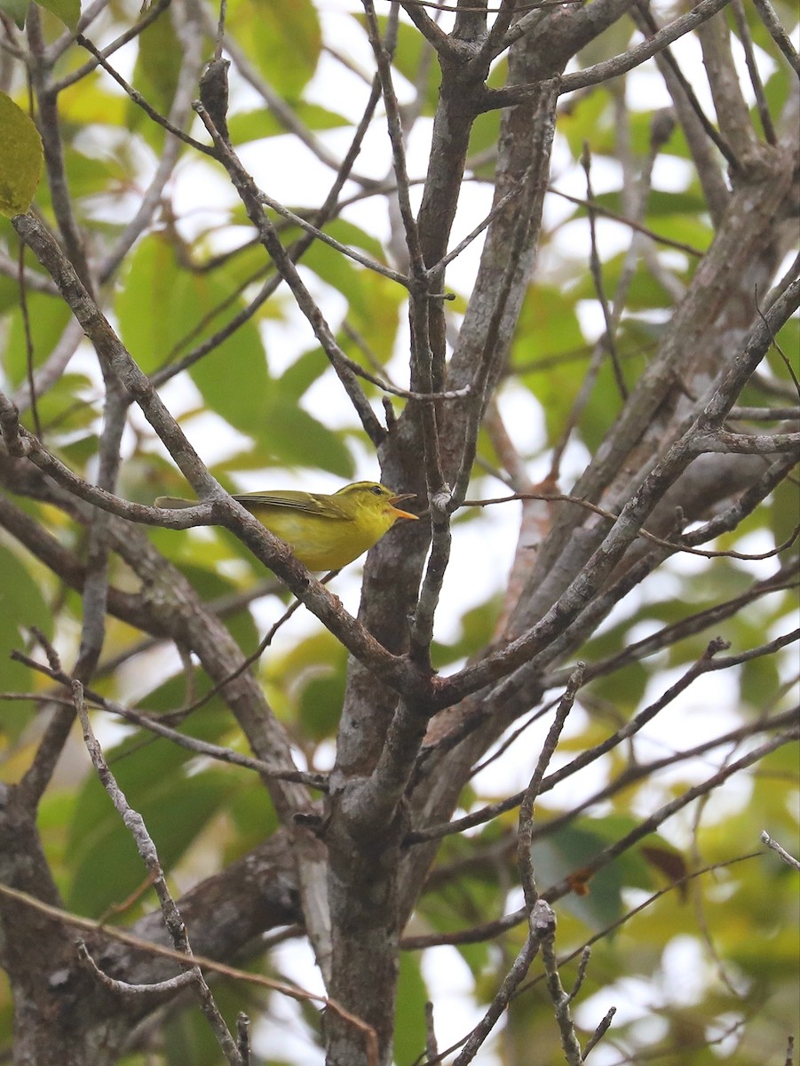 Hainan Leaf Warbler - ML613823605