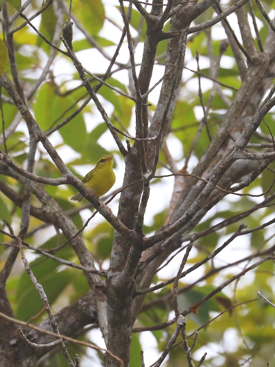 Hainan Leaf Warbler - ML613823606