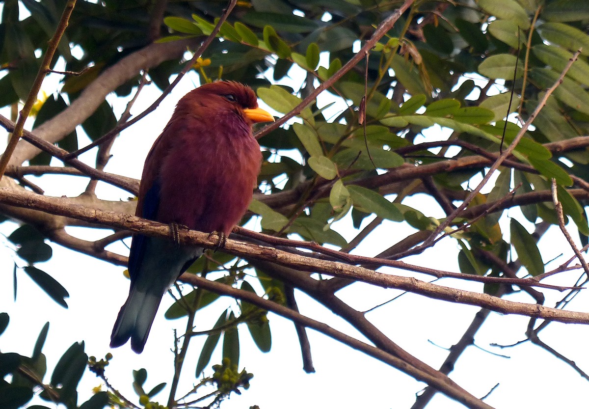 Broad-billed Roller - Garvin Filbert