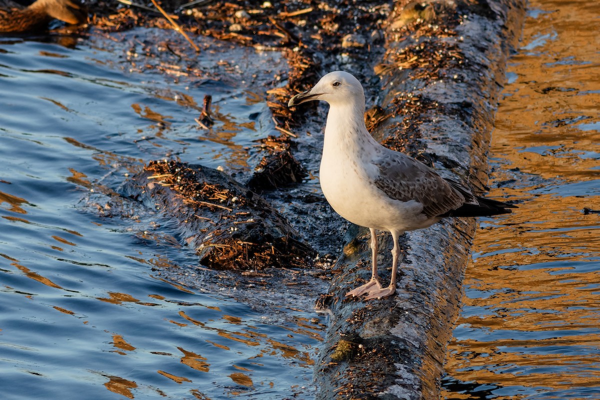 Caspian Gull - ML613823636