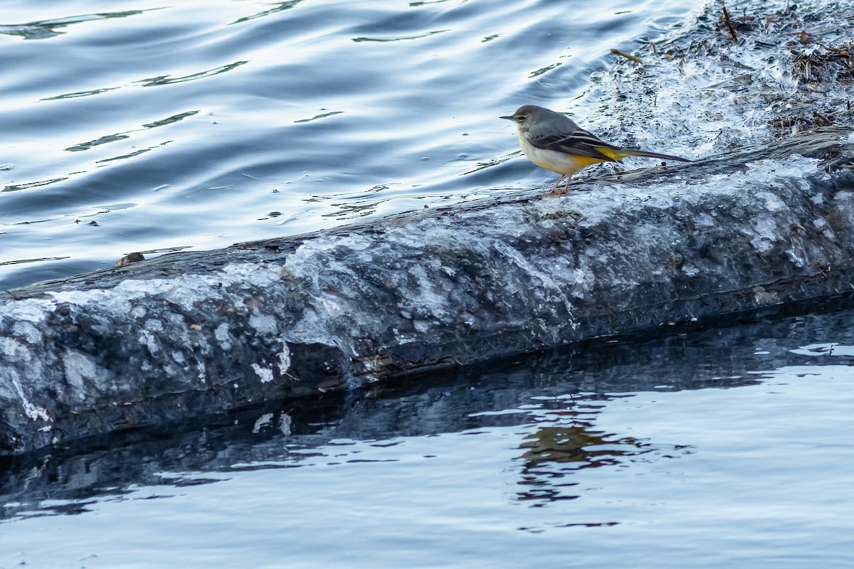 Gray Wagtail - ML613823652