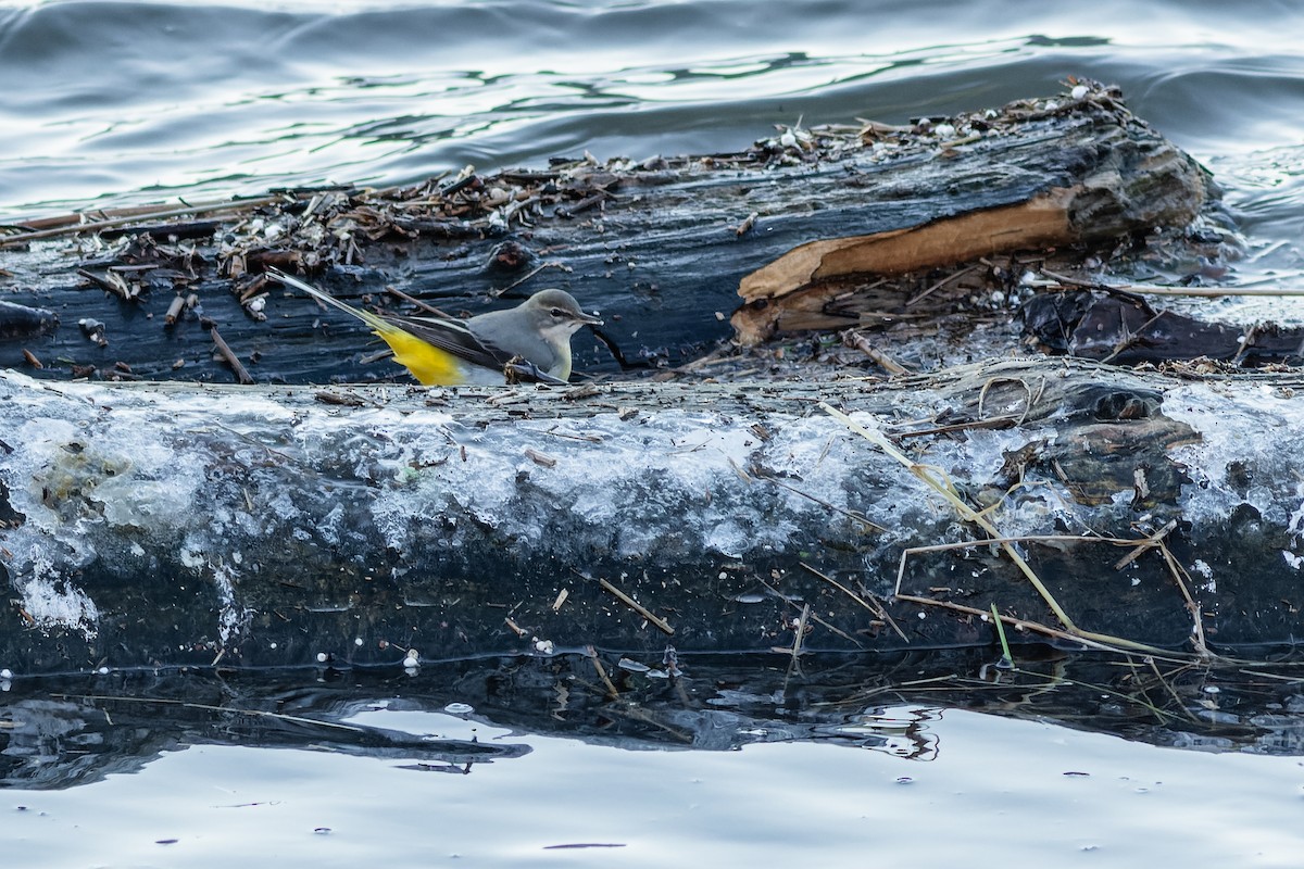 Gray Wagtail - ML613823691