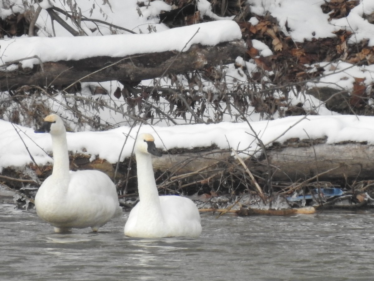 Tundra Swan - ML613823704