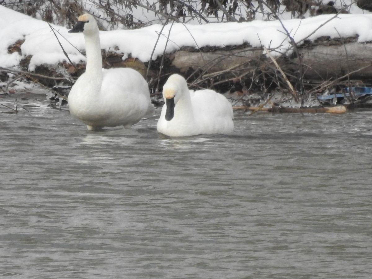 Cygne siffleur - ML613823706