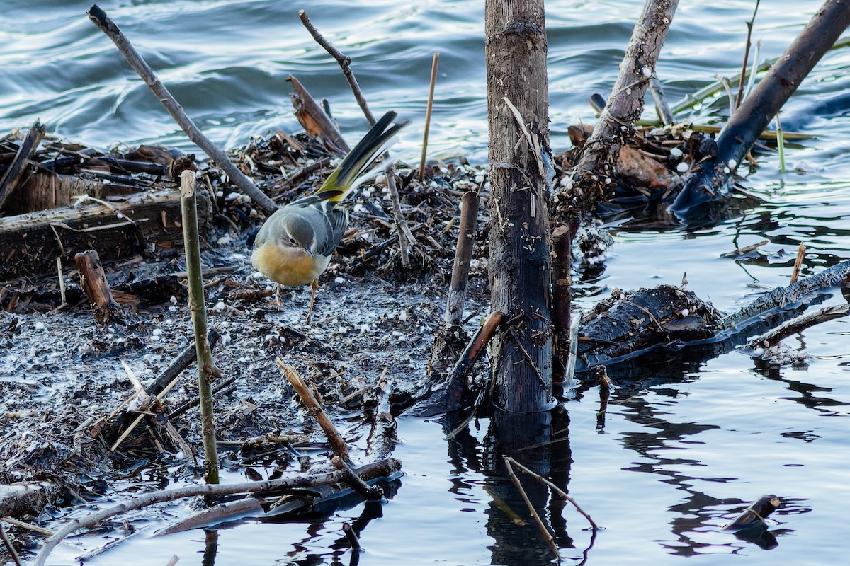 Gray Wagtail - ML613823738