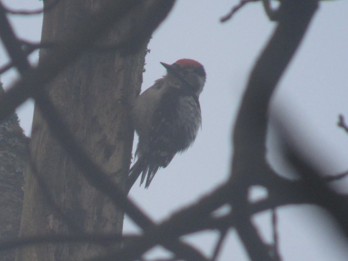 Lesser Spotted Woodpecker - ML613823743