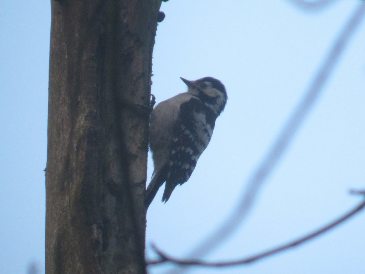 Lesser Spotted Woodpecker - ML613823744