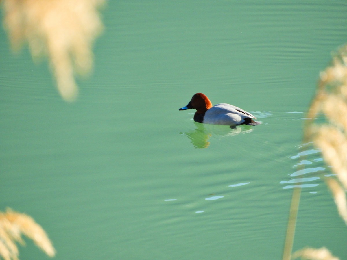 Common Pochard - ML613823756