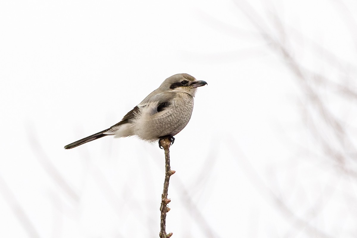 Alcaudón Boreal - ML613823798