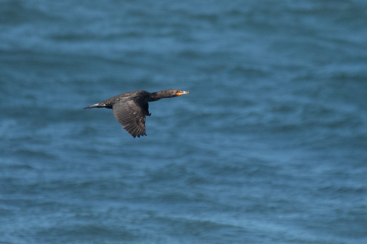 Double-crested Cormorant - Josiah Verbrugge