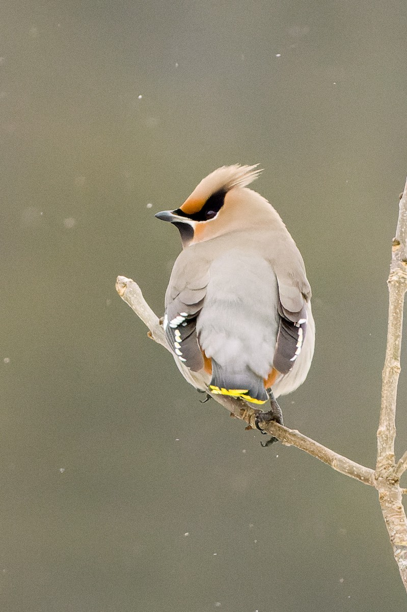 Bohemian Waxwing - ML613823819