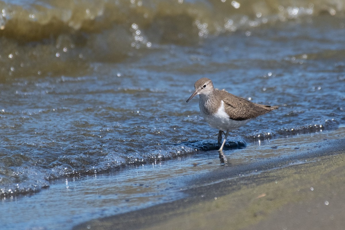 Common Sandpiper - ML613823824