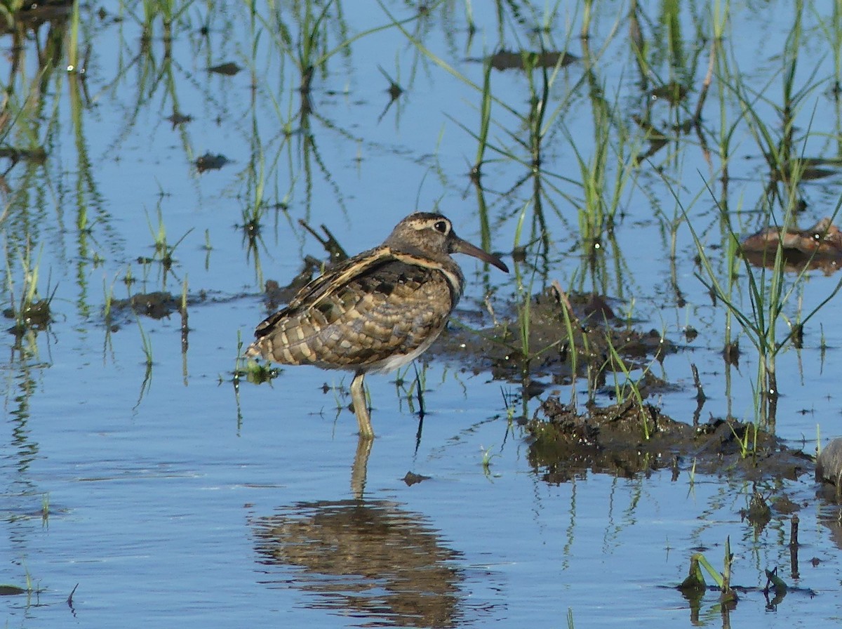 Greater Painted-Snipe - ML613823845