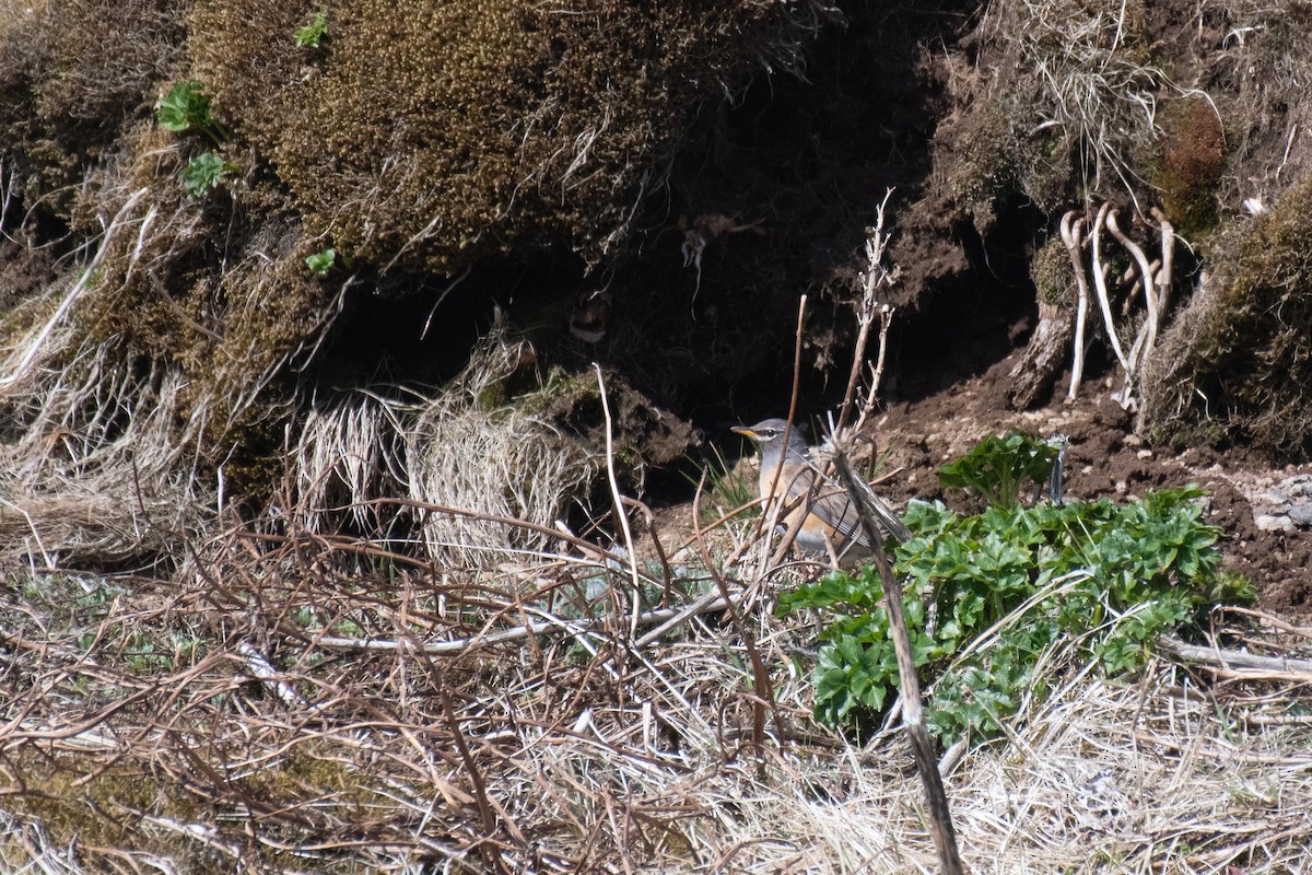 Eyebrowed Thrush - ML613823858