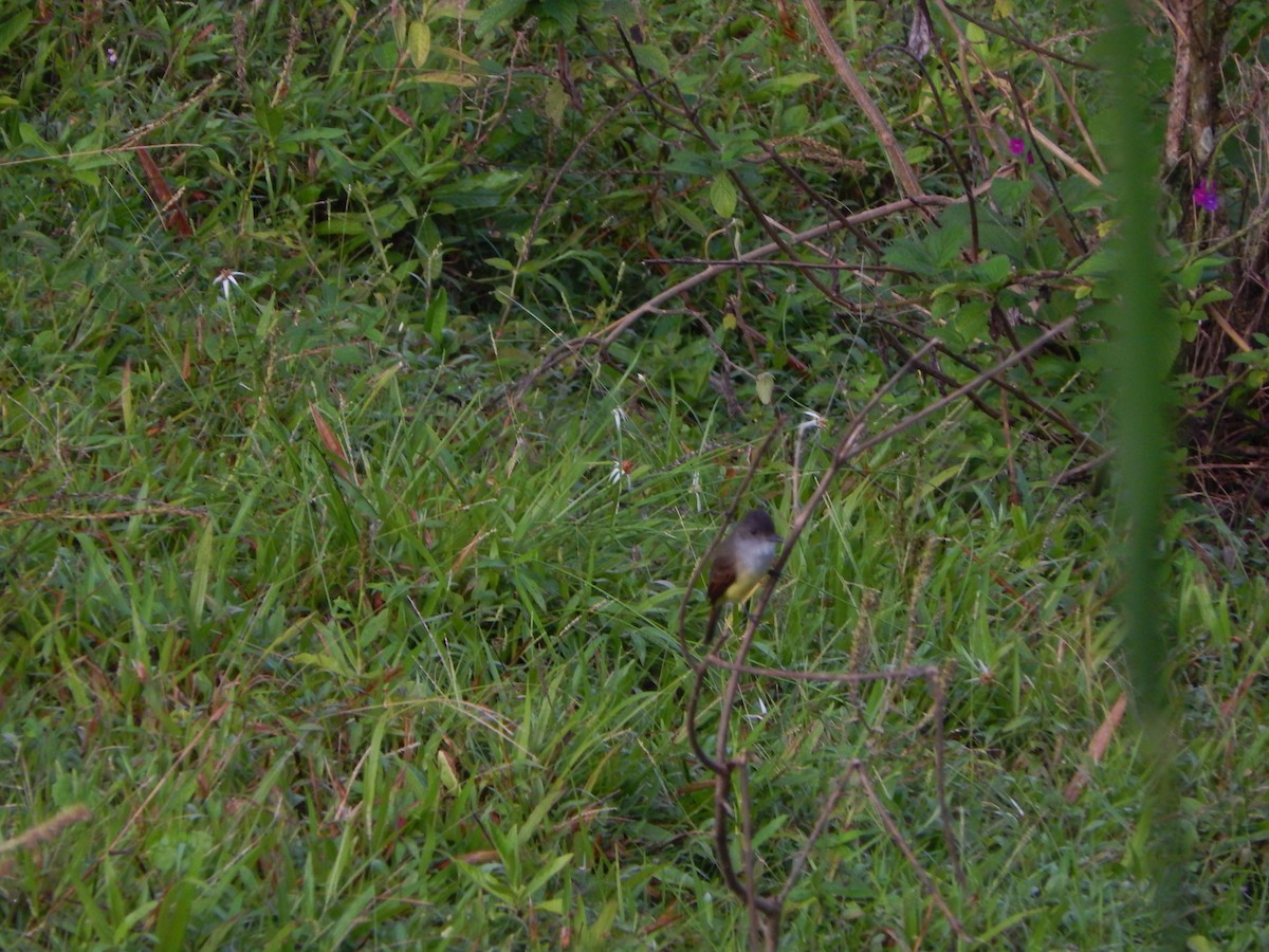 Dusky-capped Flycatcher - ML613823876