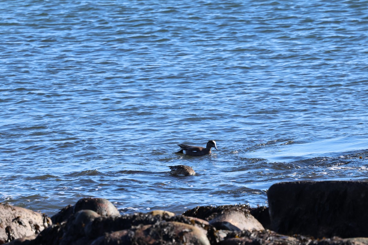 American Wigeon - Seth Benz