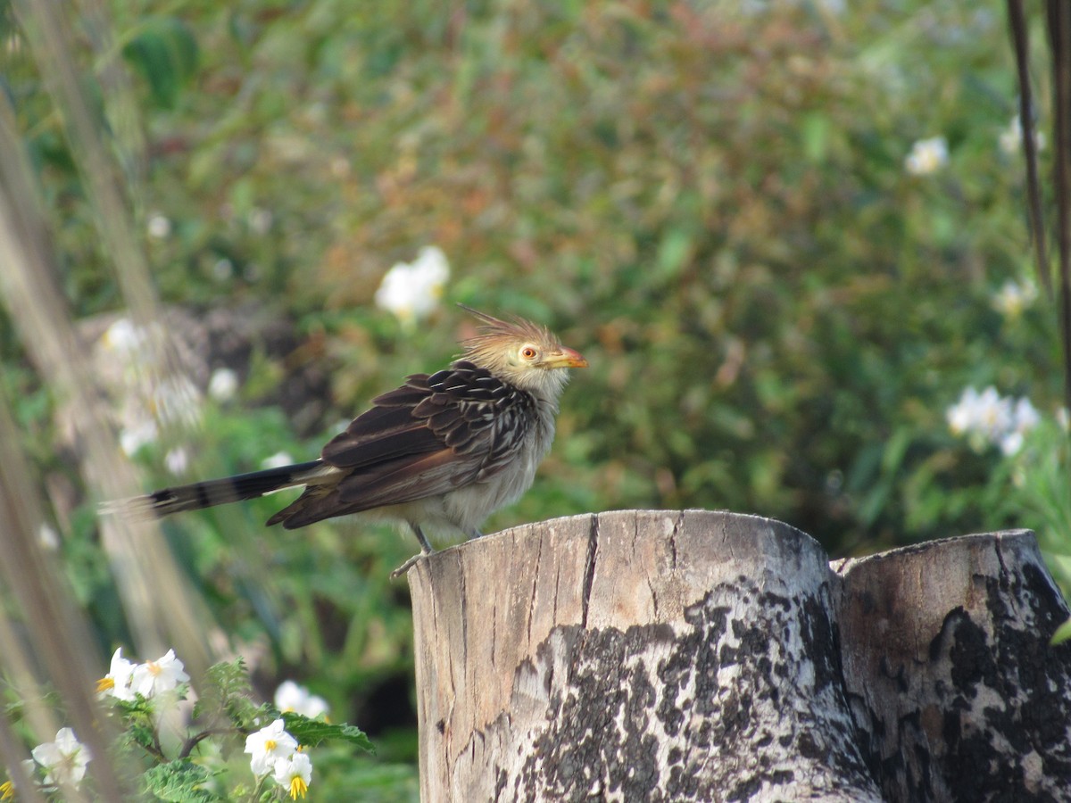 Guira Cuckoo - ML613823944