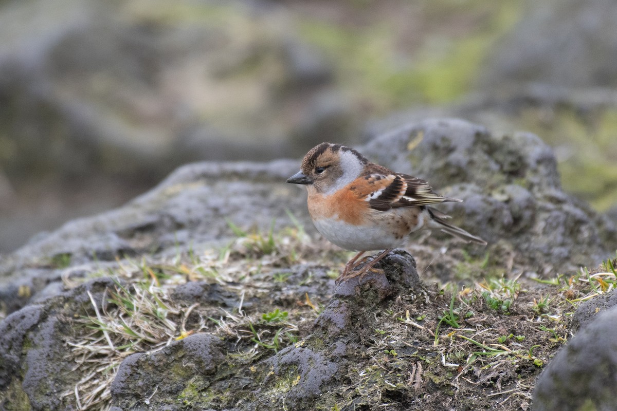 Brambling - ML613824007