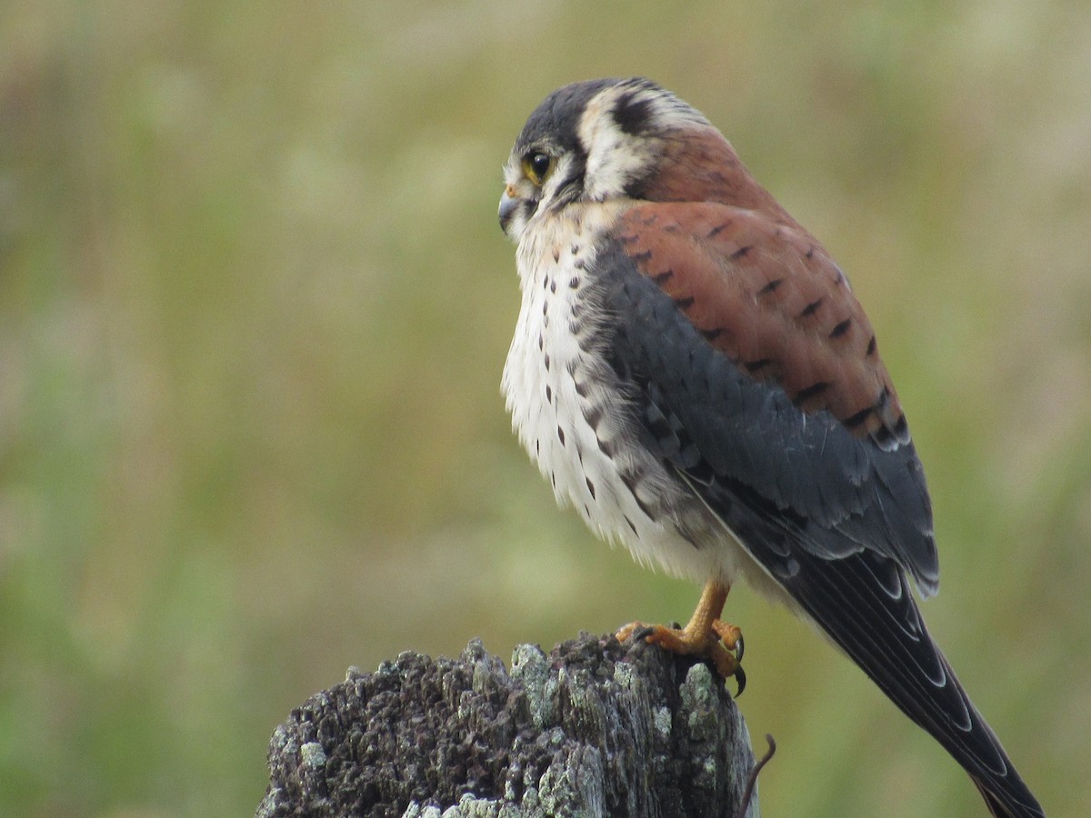 American Kestrel - ML613824131