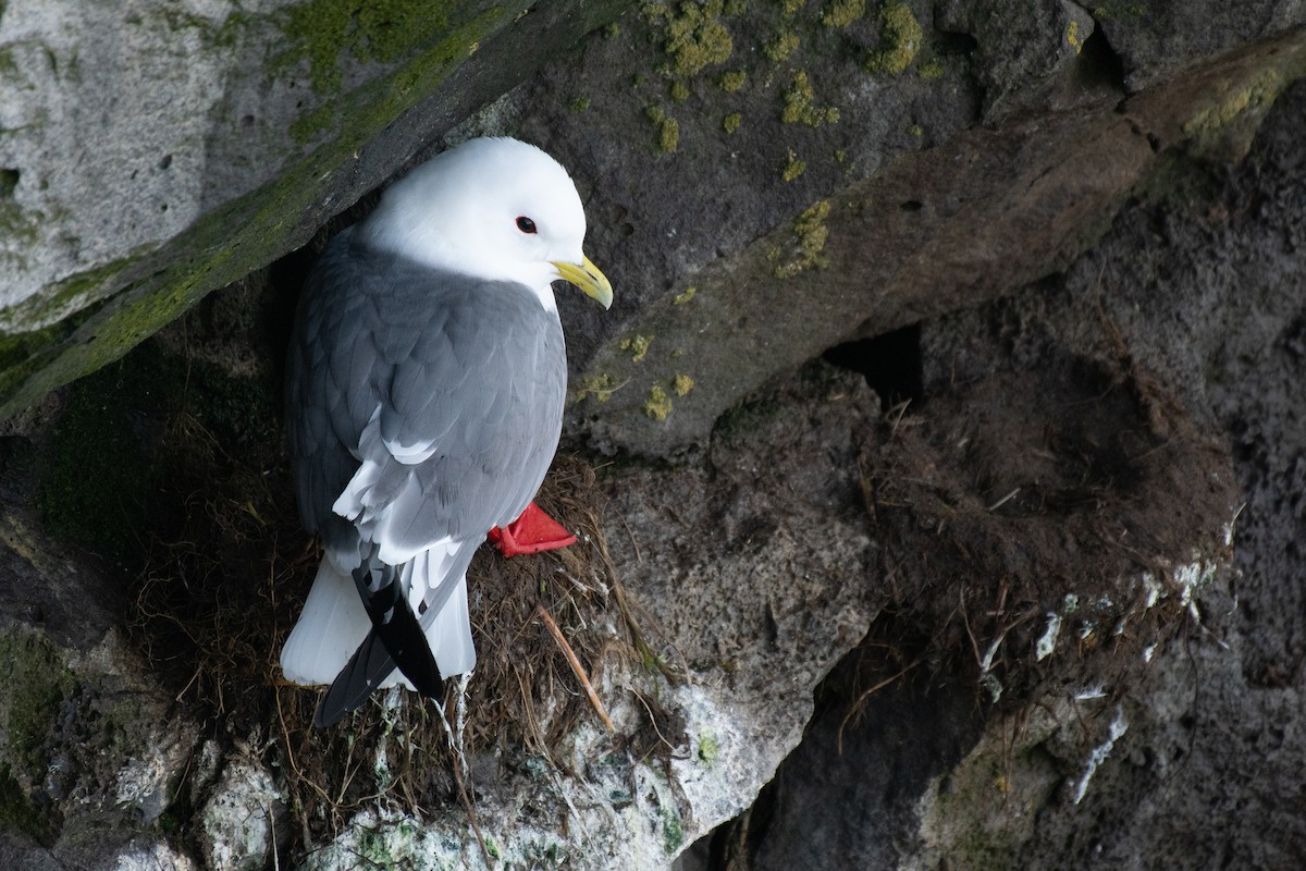 Red-legged Kittiwake - ML613824156