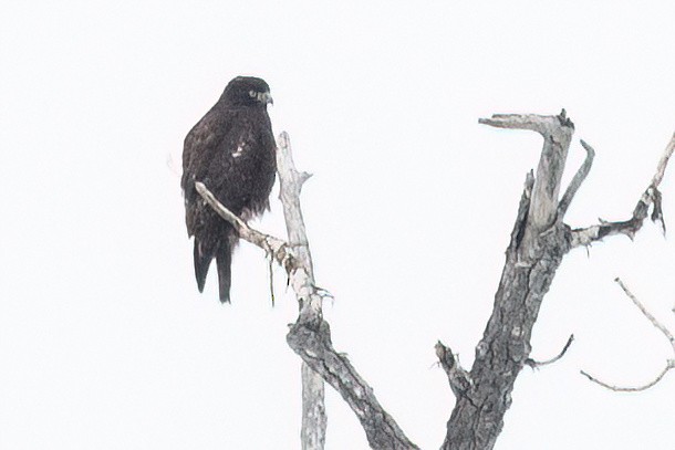 Red-tailed Hawk (Harlan's) - ML613824167