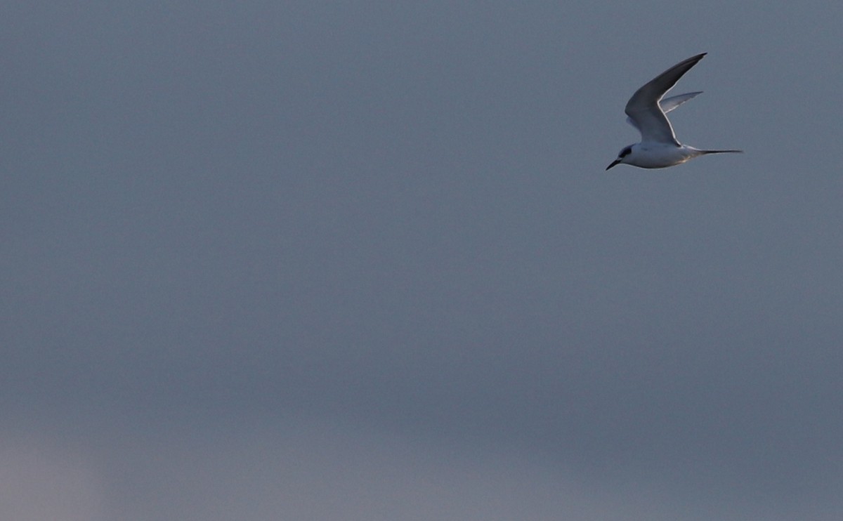 Forster's Tern - ML613824176