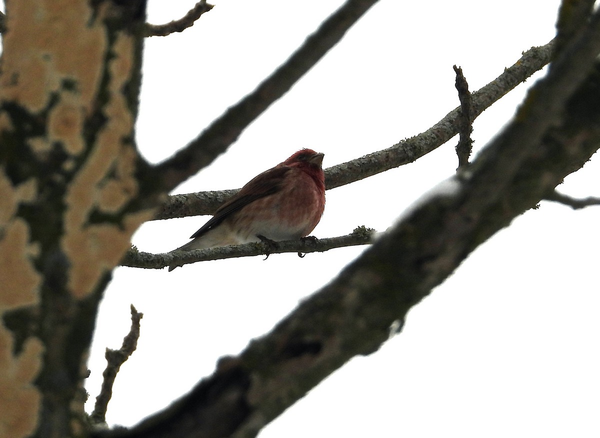 Purple Finch - ML613824193