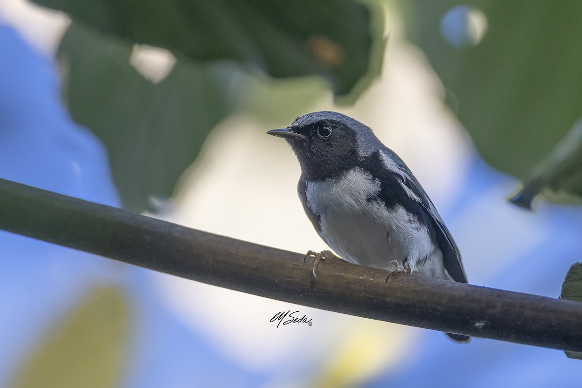 Black-throated Blue Warbler - ML613824231