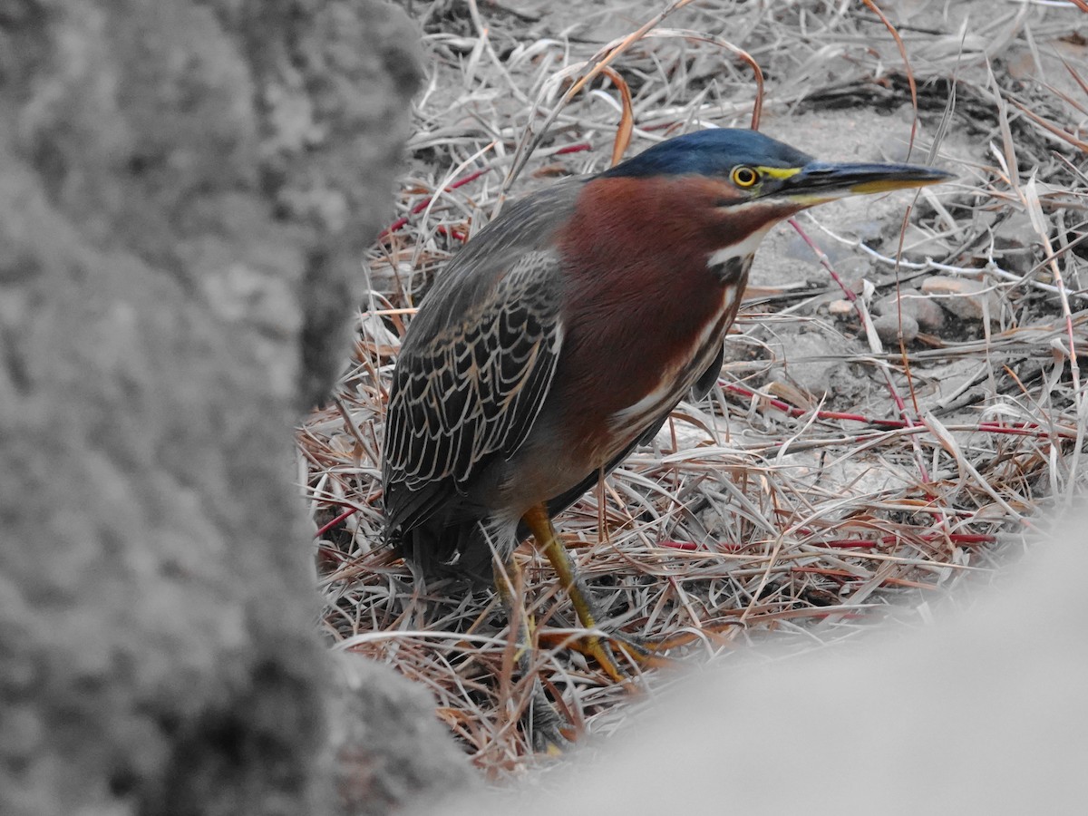 Green Heron - ML613824234