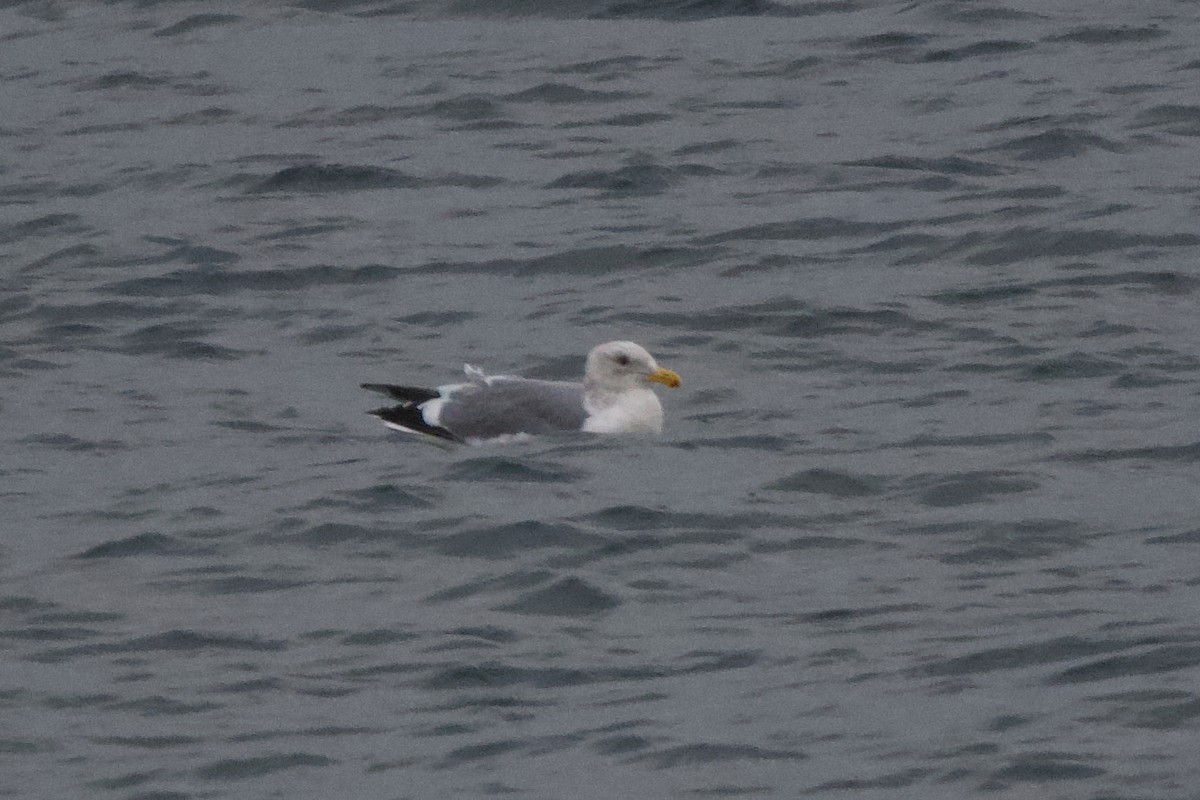 goéland sp. (Larus sp.) - ML613824236