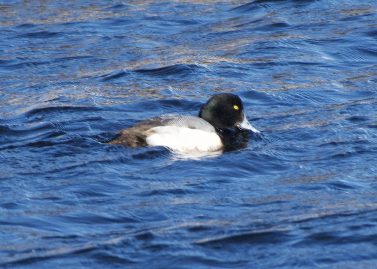 Greater Scaup - Josh Snow