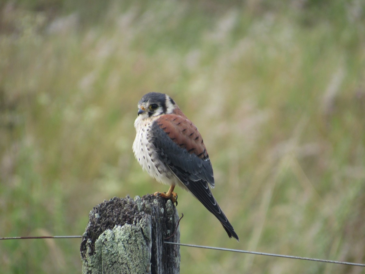 American Kestrel - ML613824251