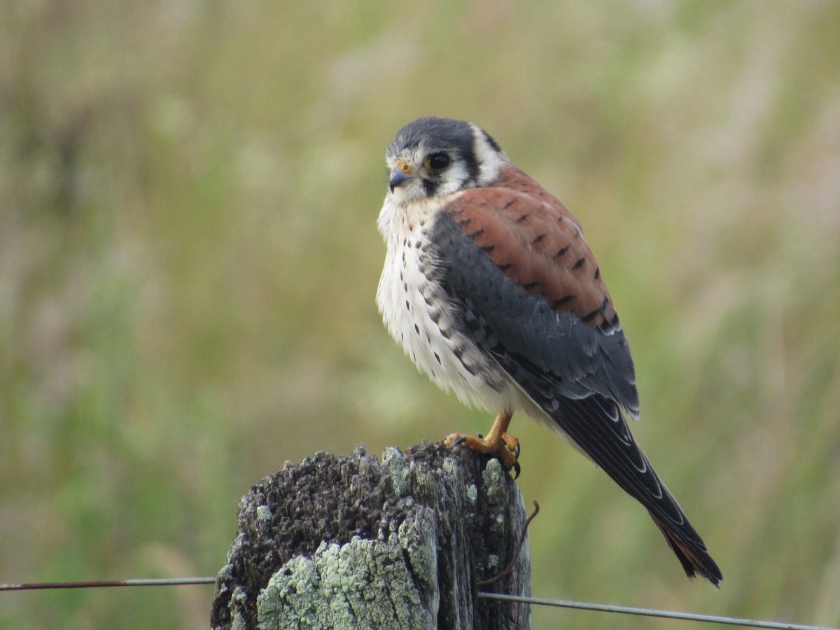 American Kestrel - ML613824269