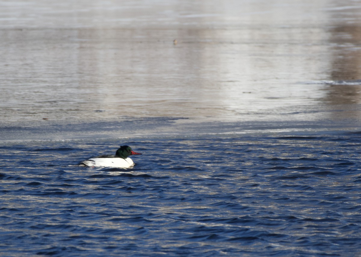 Common Merganser - ML613824271